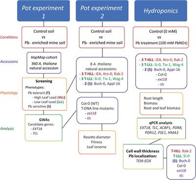 Genome-Wide Association Study Reveals Key Genes for Differential Lead Accumulation and Tolerance in Natural Arabidopsis thaliana Accessions